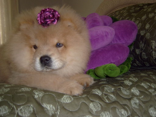 Crystal com 03 meses