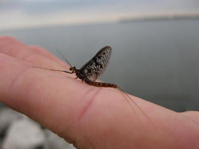 mayfly, may fly, hatch, lake st claire, swarms