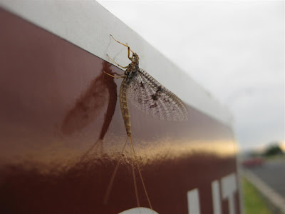 emergent mayfly, may fly, fish, fishing, at night emergent mayfly, may fly, fish, fishing, at night