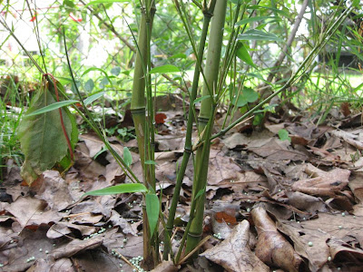 transplant bamboo plant, how to, diy, garden, tree transplant bamboo plant, how to, diy, garden, tree