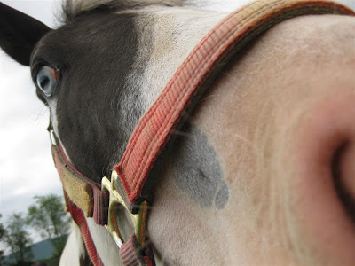 horse with weird blue eye, close up