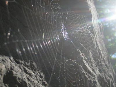 sun on spider web, rocky wall