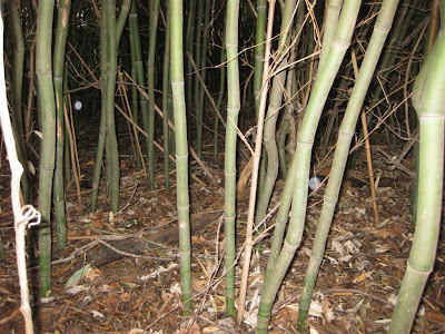 bamboo grove in west virginia, yellow grove bamboo bamboo grove in west virginia, yellow grove bamboo