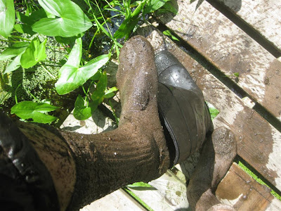 wet and muddy boots, muddy socks, swamp