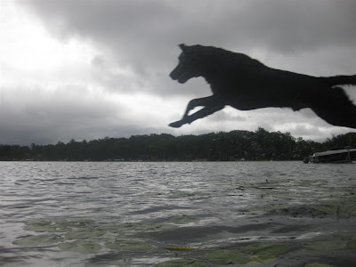 labrador jumping into the lake, off the dock