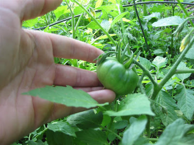 green tomato on vine, almost ripe