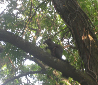 squirrel in tree eating corn, about to get shot