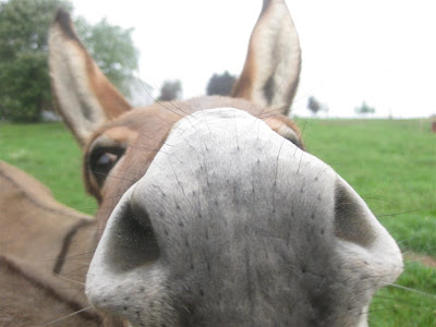 close up donkey, how much does a donkey cost