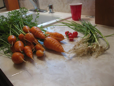 time to harvest the garden, onion, carrot, october