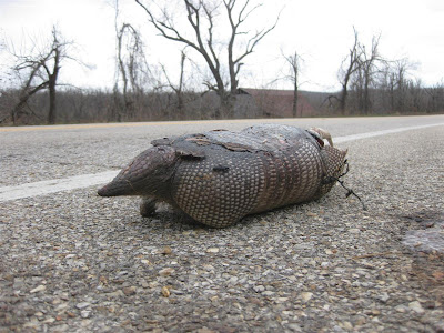 armadillo by road, dead, tennessee, cross country motorcycle trip, USA armadillo by road, dead, tennessee, cross country motorcycle trip, USA