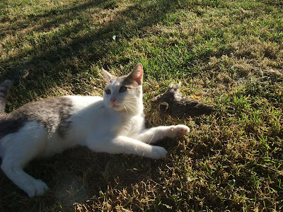cat playing in the yard with a baby bird, fell out of nest