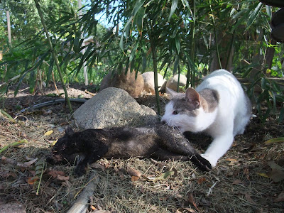 cat kill squirrel, backyard, rodent