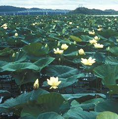 american lotus, threatened, endangered, invasive plant