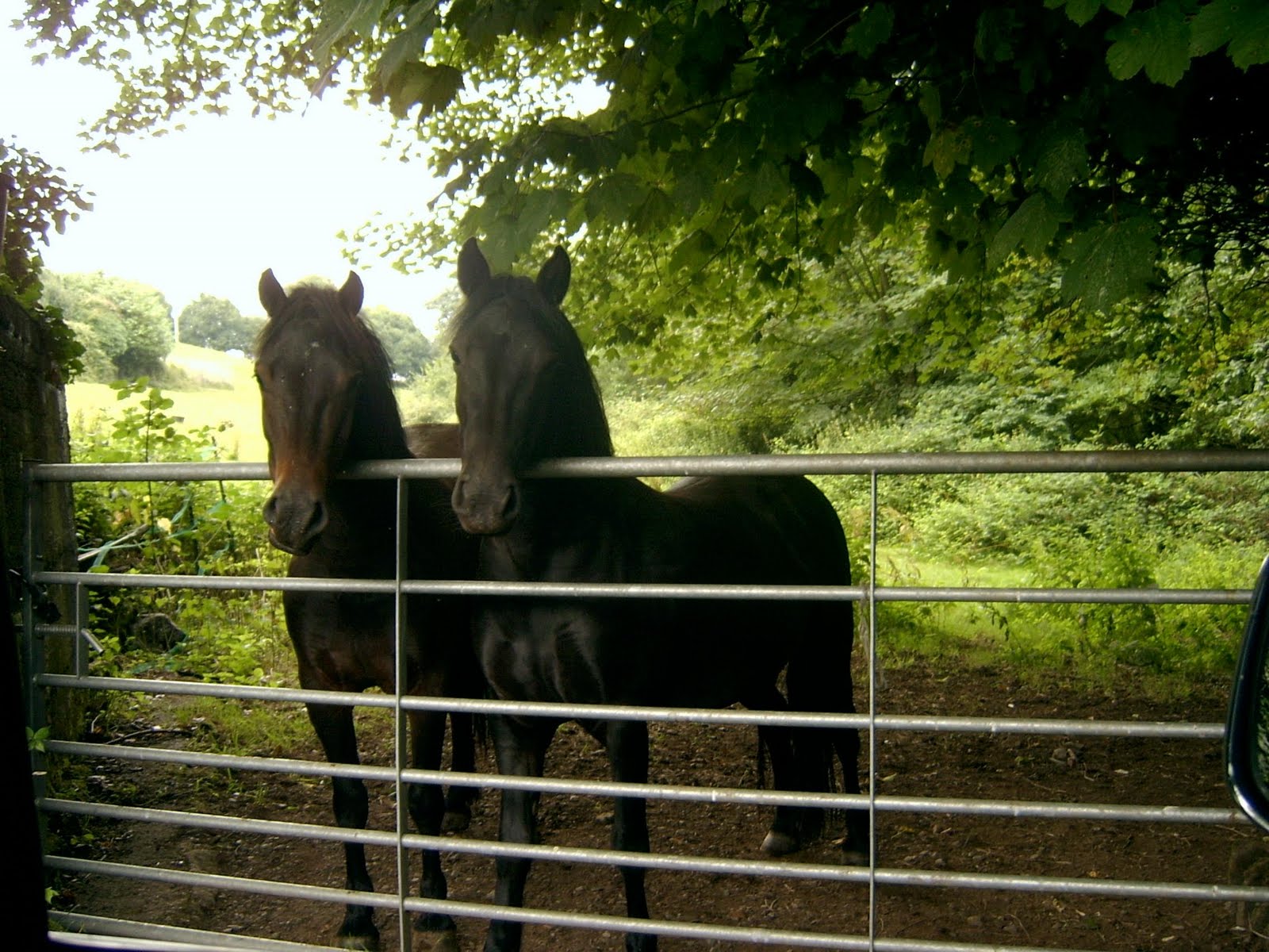 Dartmoor Pony Sales List