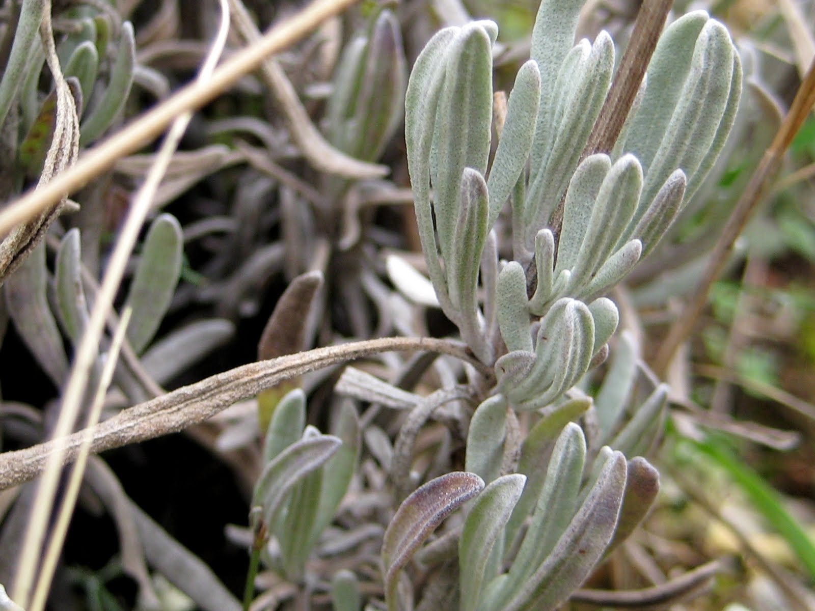 El Serbal Silvestre: 22/11/09 - 29/11/09