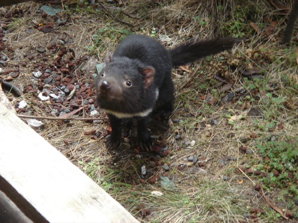 Tasmanian Devil