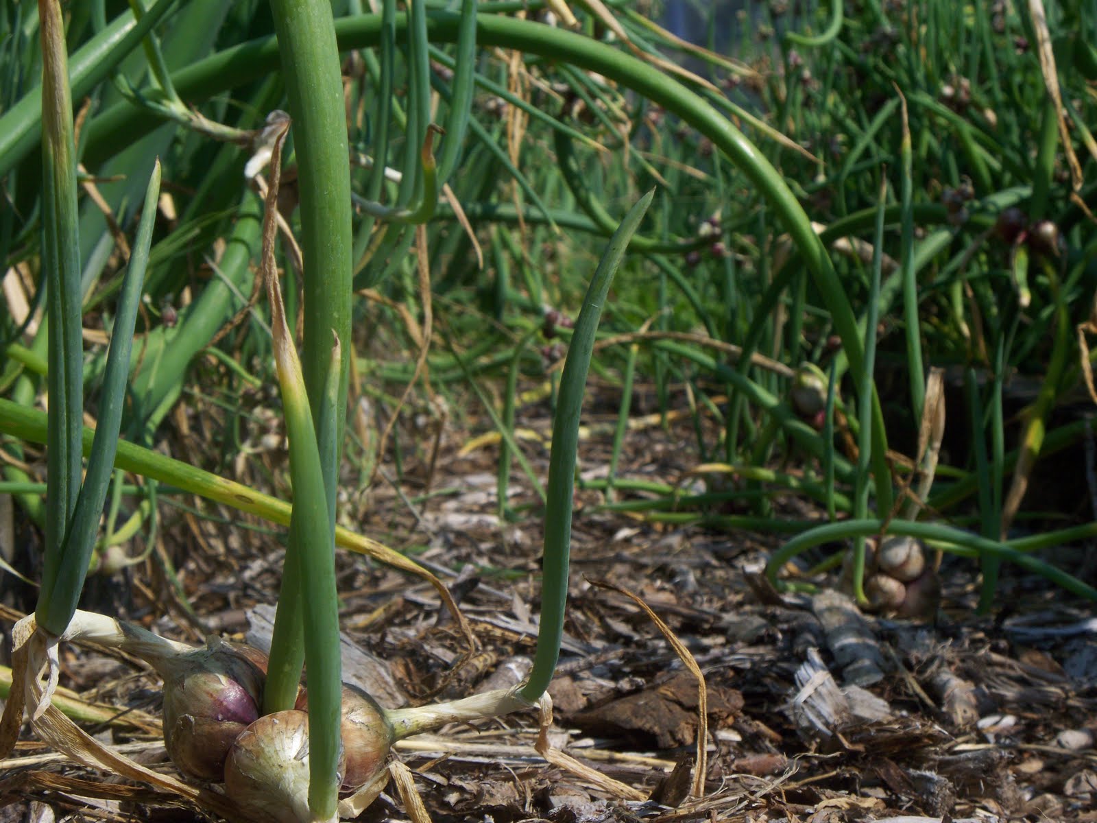 The Egyptian Walking Onion
