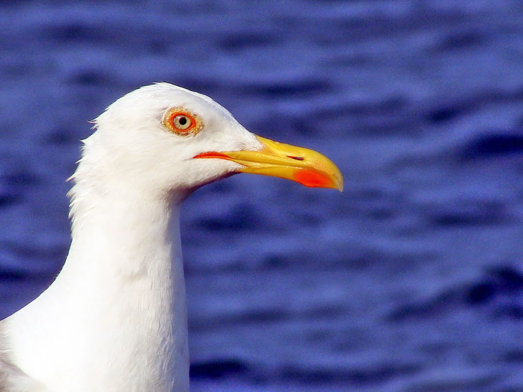 [gull+portrait.jpg]
