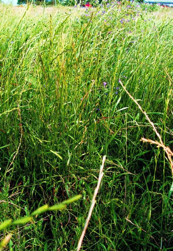 PHOTO ODYSSEY OF RICHARD: GRASS FU GRAMINEE SPONTANE