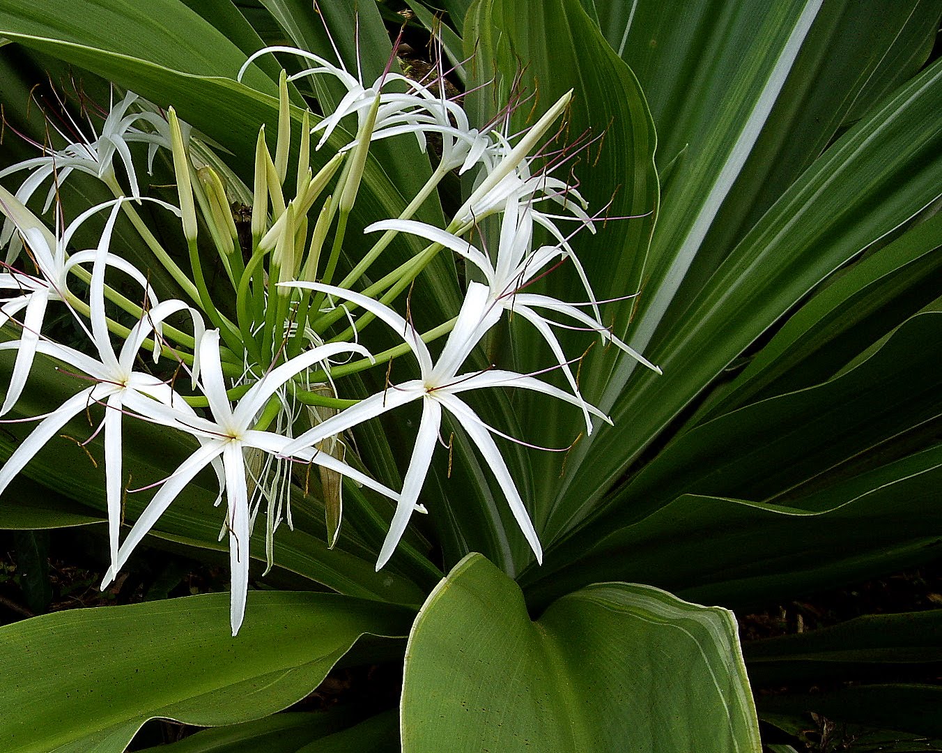 Kailua, Hawaii Daily Photo White Lilies at Ho'omaluhia.