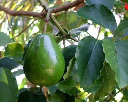 Nueva plaga causa daños a cultivos de aguacate en Colombia