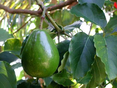 Nueva plaga causa daños a cultivos de aguacate en Colombia