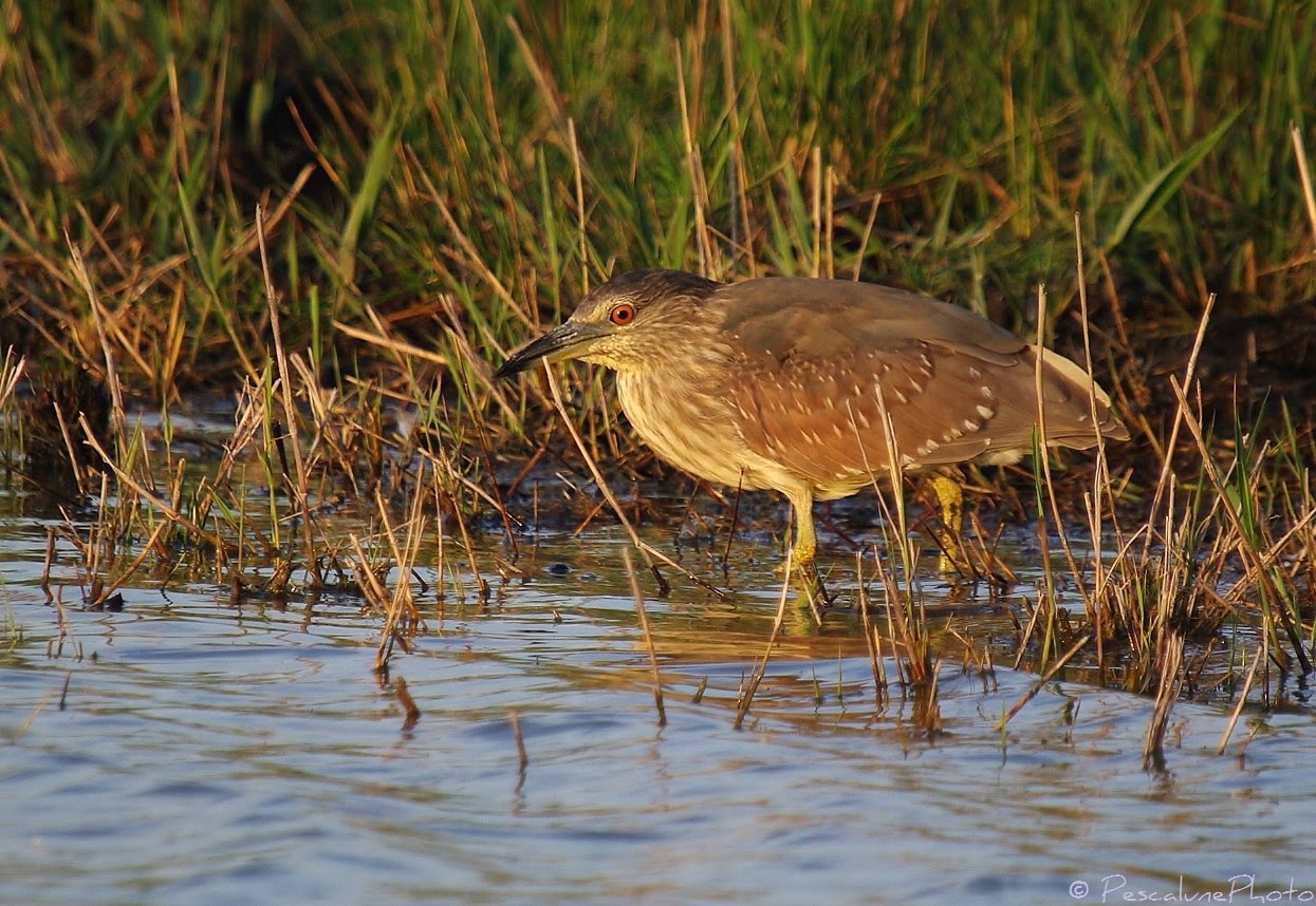 Pescalune Photo: Jeune Héron Bihoreau (Nycticorax nycticorax) / Young ...
