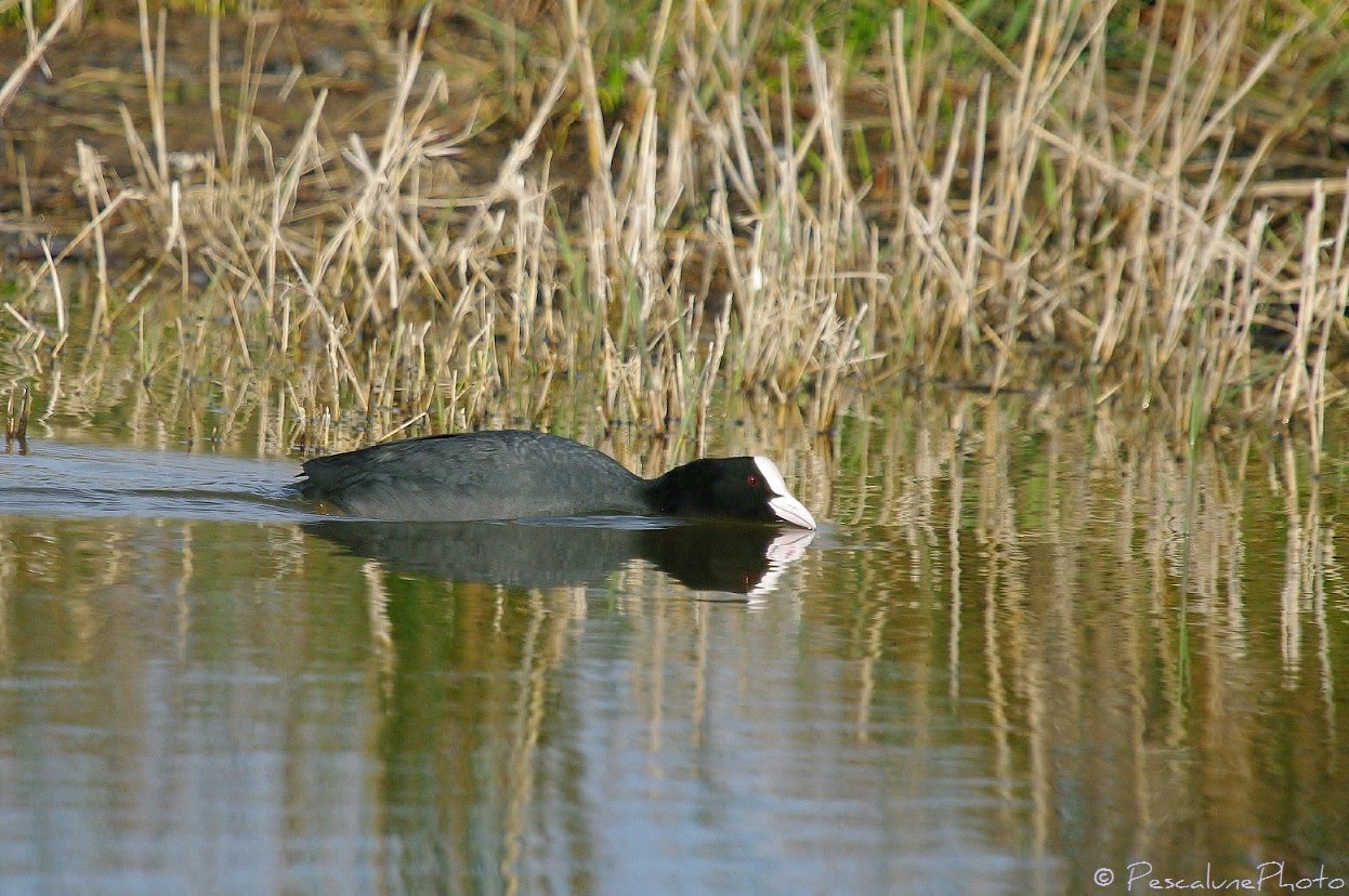 Pescalune Photo Foulque macroule (Fulica atra), Eurasian Coot