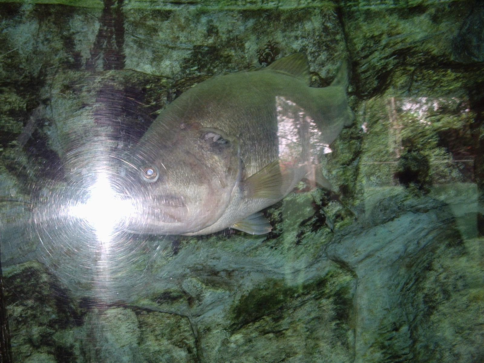 Roadrunner's Travels Texas Fish Hatcheries at Athens,TX