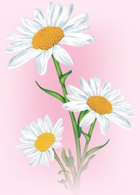 [leb-i+derya+papatya+(2).jpg]