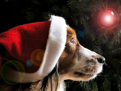 http://3.bp.blogspot.com/_XTxXnc4f6ys/SVQqjpI27yI/AAAAAAAAAbo/hrq9hzjHY5Y/s400/Christmas_dog%5B1%5D.jpg