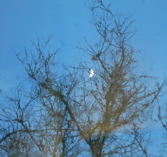 The Moon's Caught in the Tree.