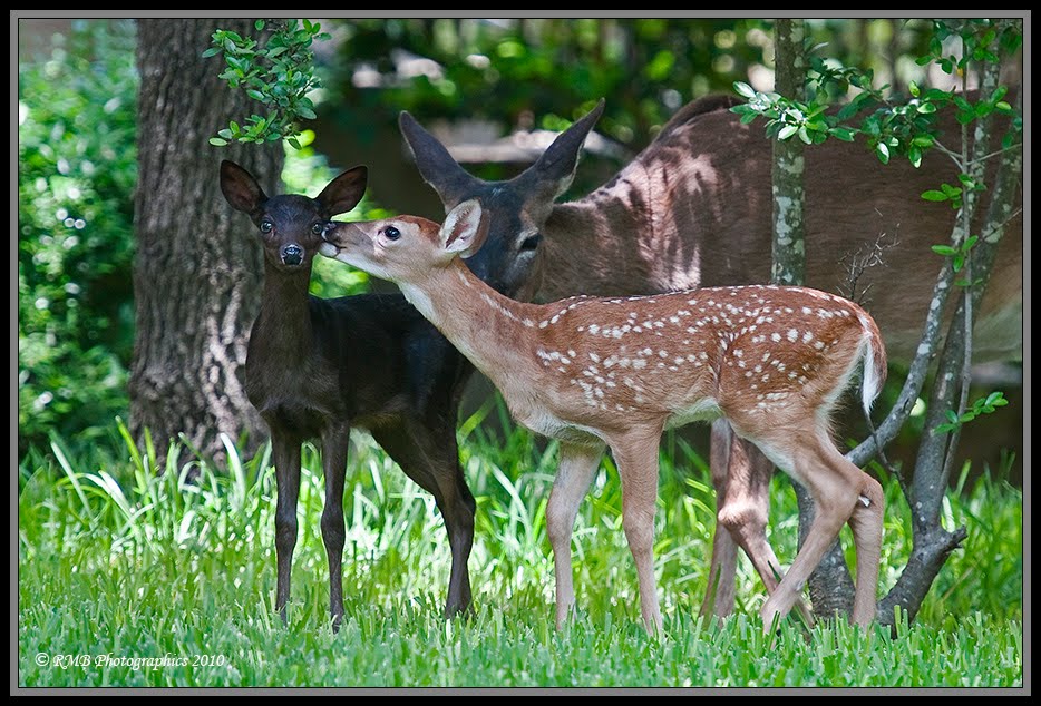 A Melanistic (Black) Fawn ~ Now That's Nifty