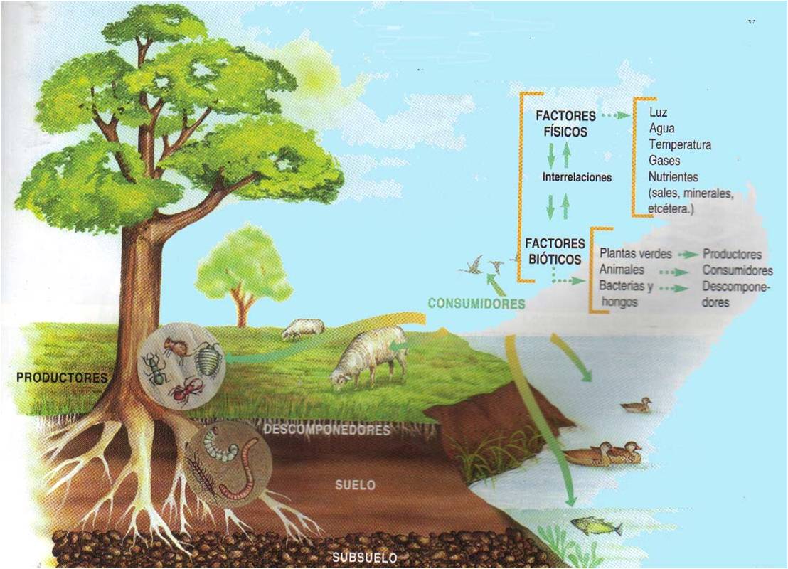 Ecosistemas