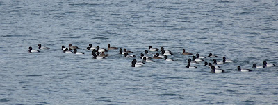 raft of greater scaup