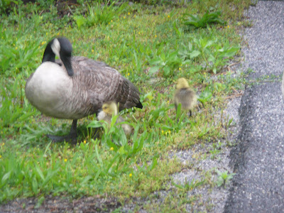 new goose and goslings