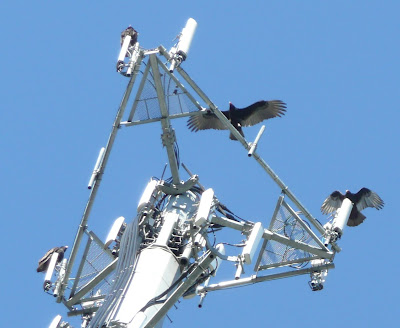 buzzards coming down on the microwave tower