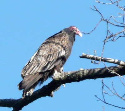 buzzard in a tree