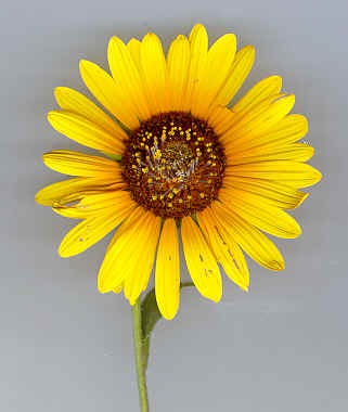 Interesting Facts About Sunflower