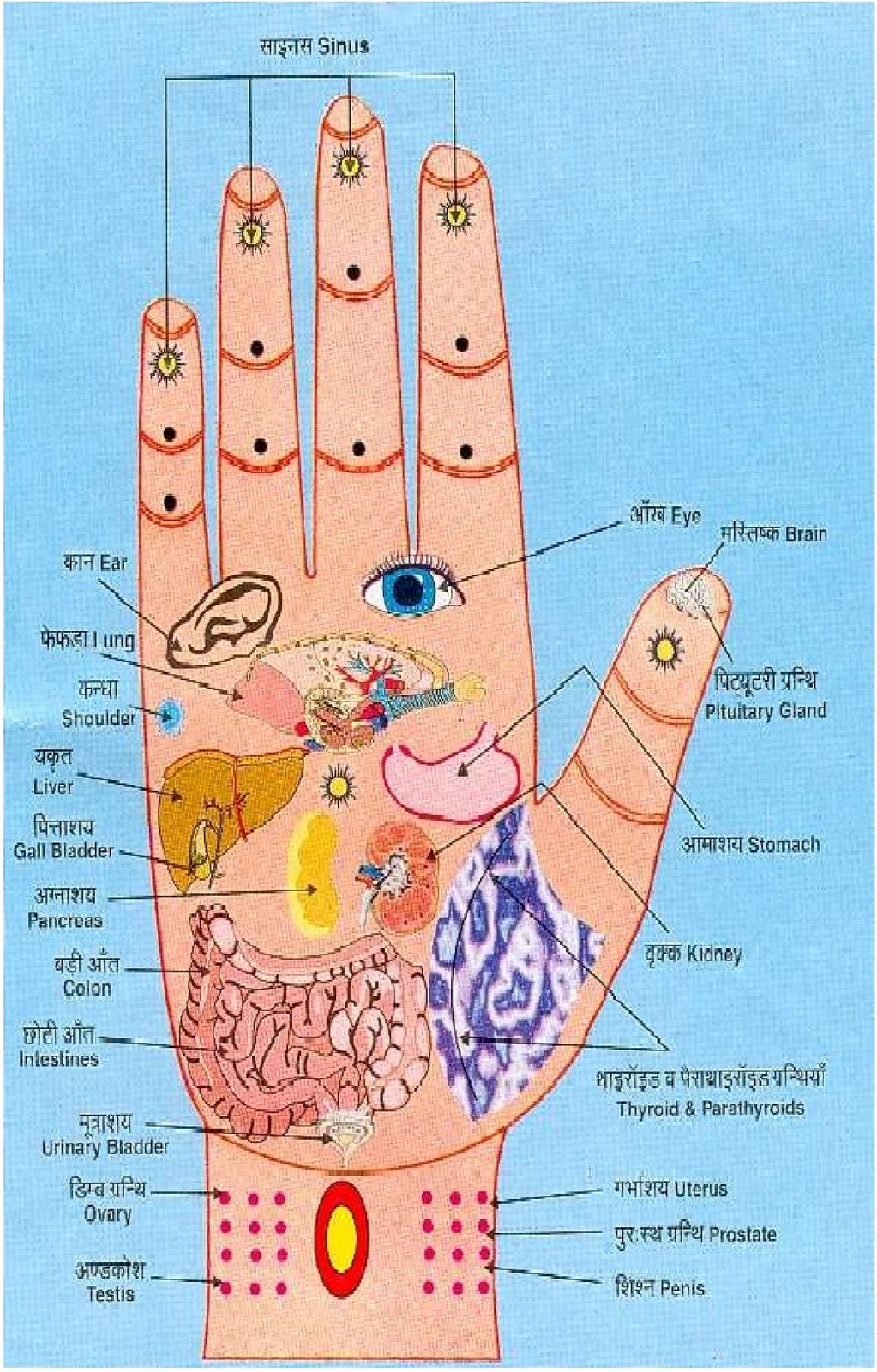 palm pressure points keep organs body sushmitha guided manner applying helps them quite interesting