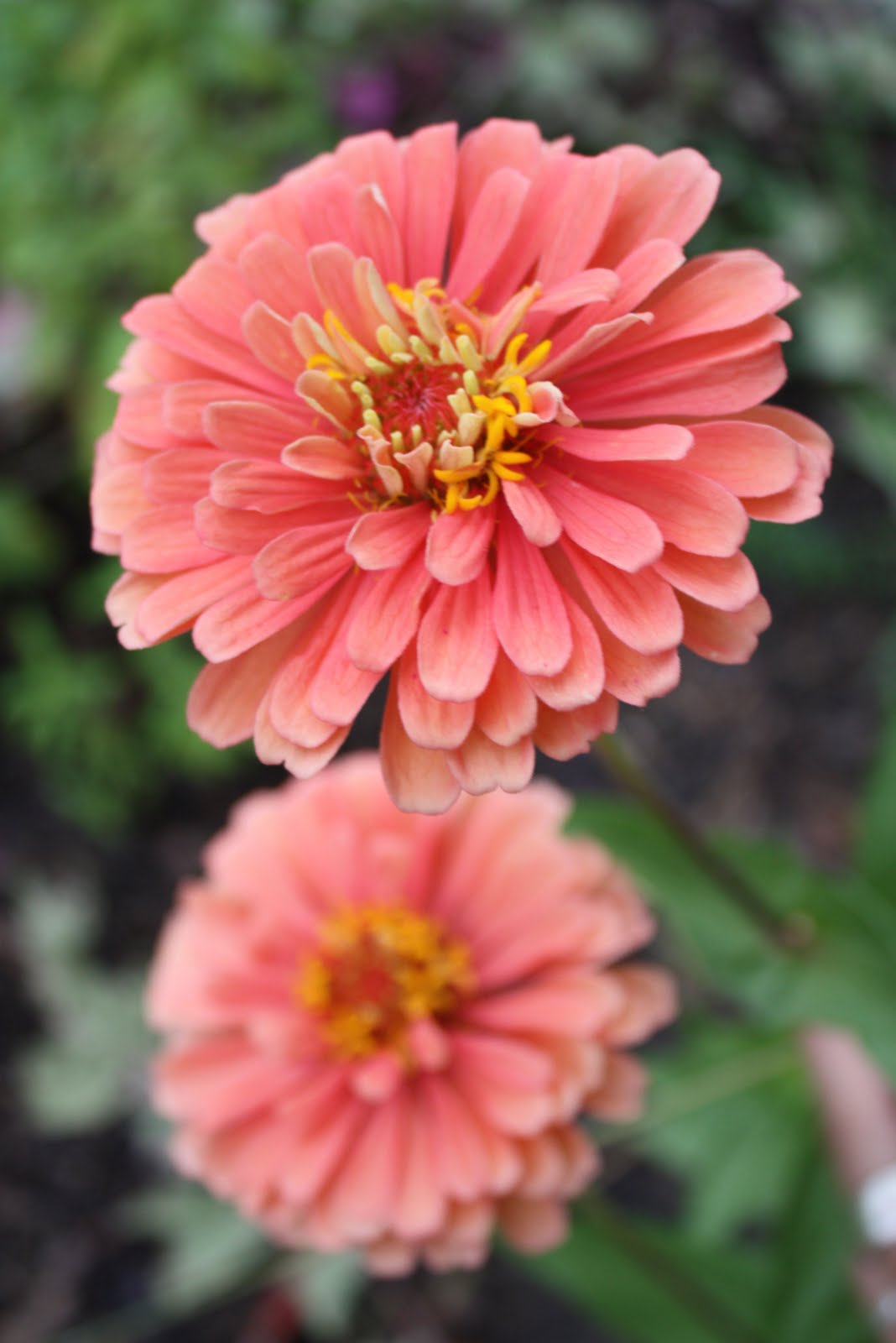 APCS Edible Schoolyard Zinnias