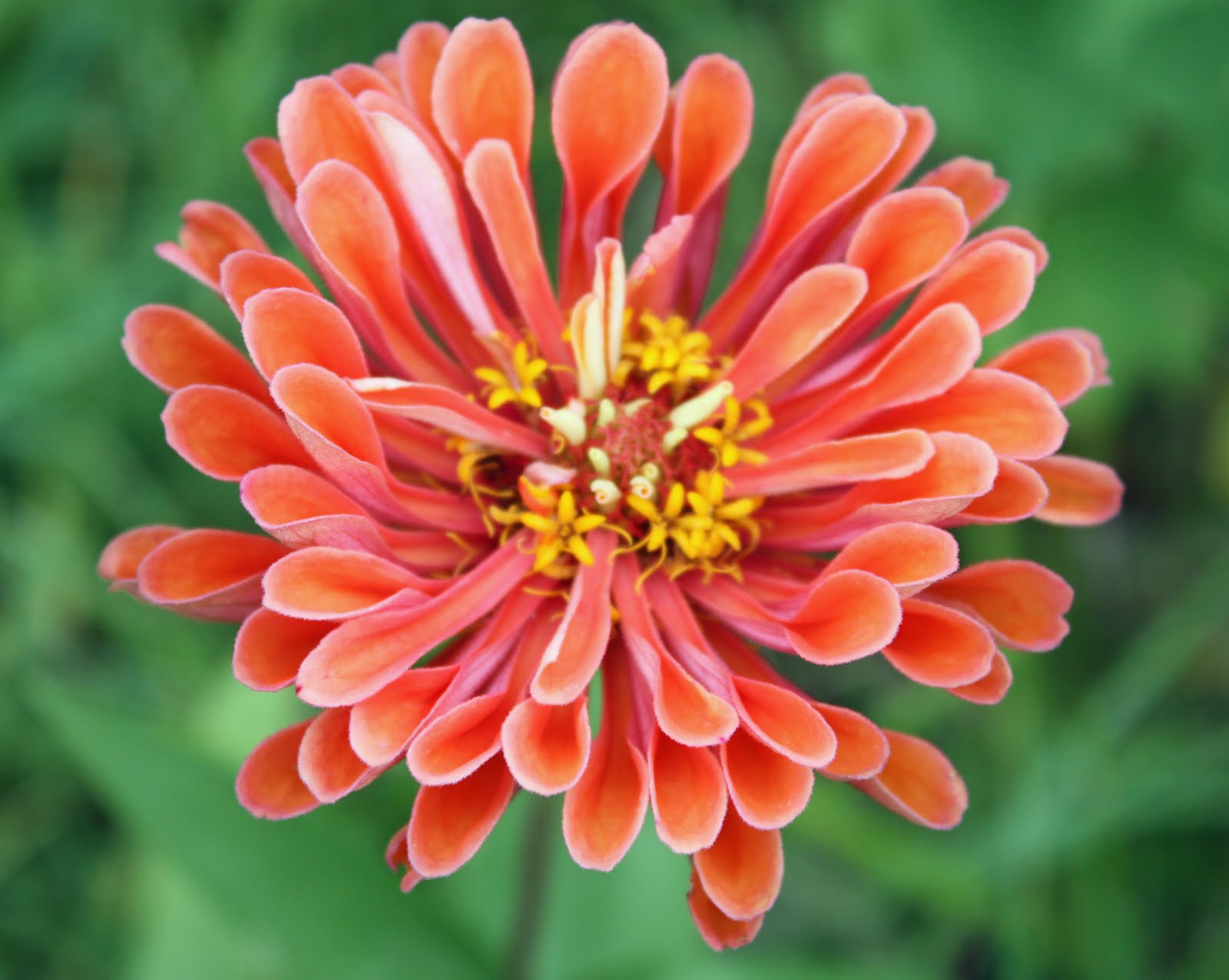 APCS Edible Schoolyard Zinnias
