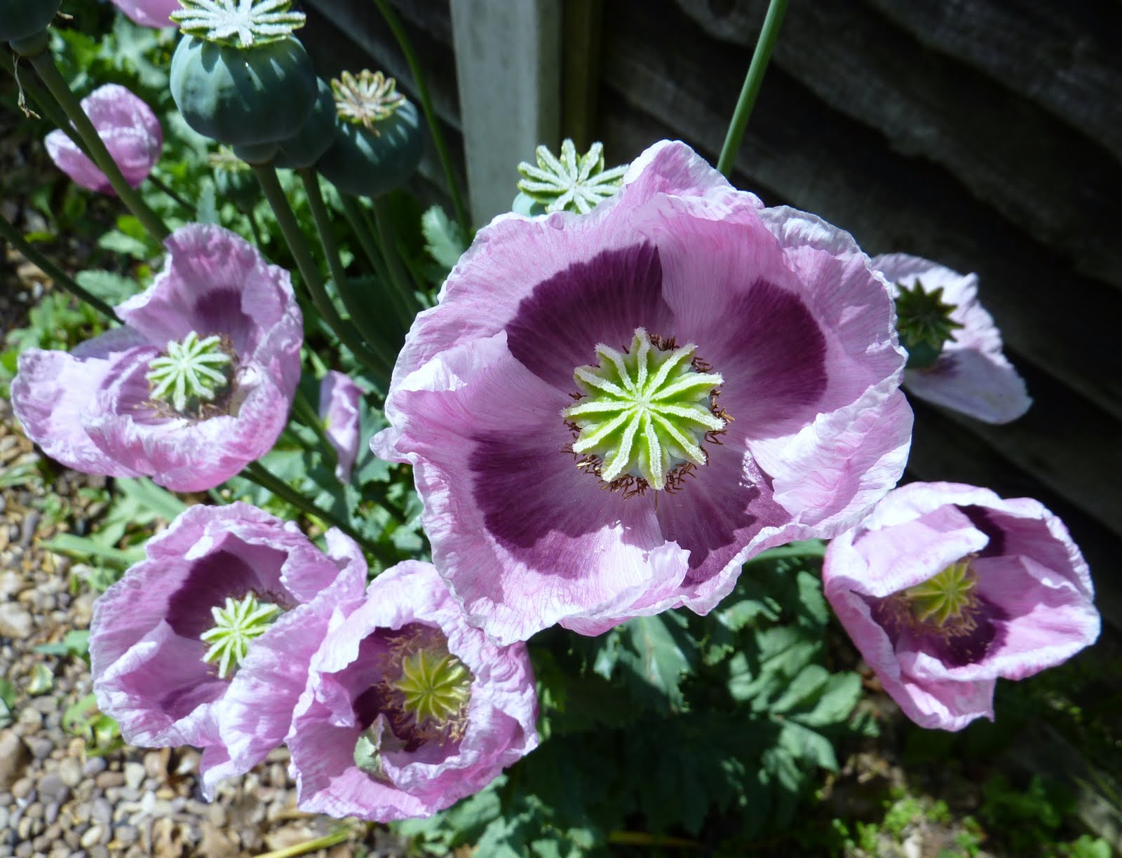 The Solitary Walker June Wildflower Survey