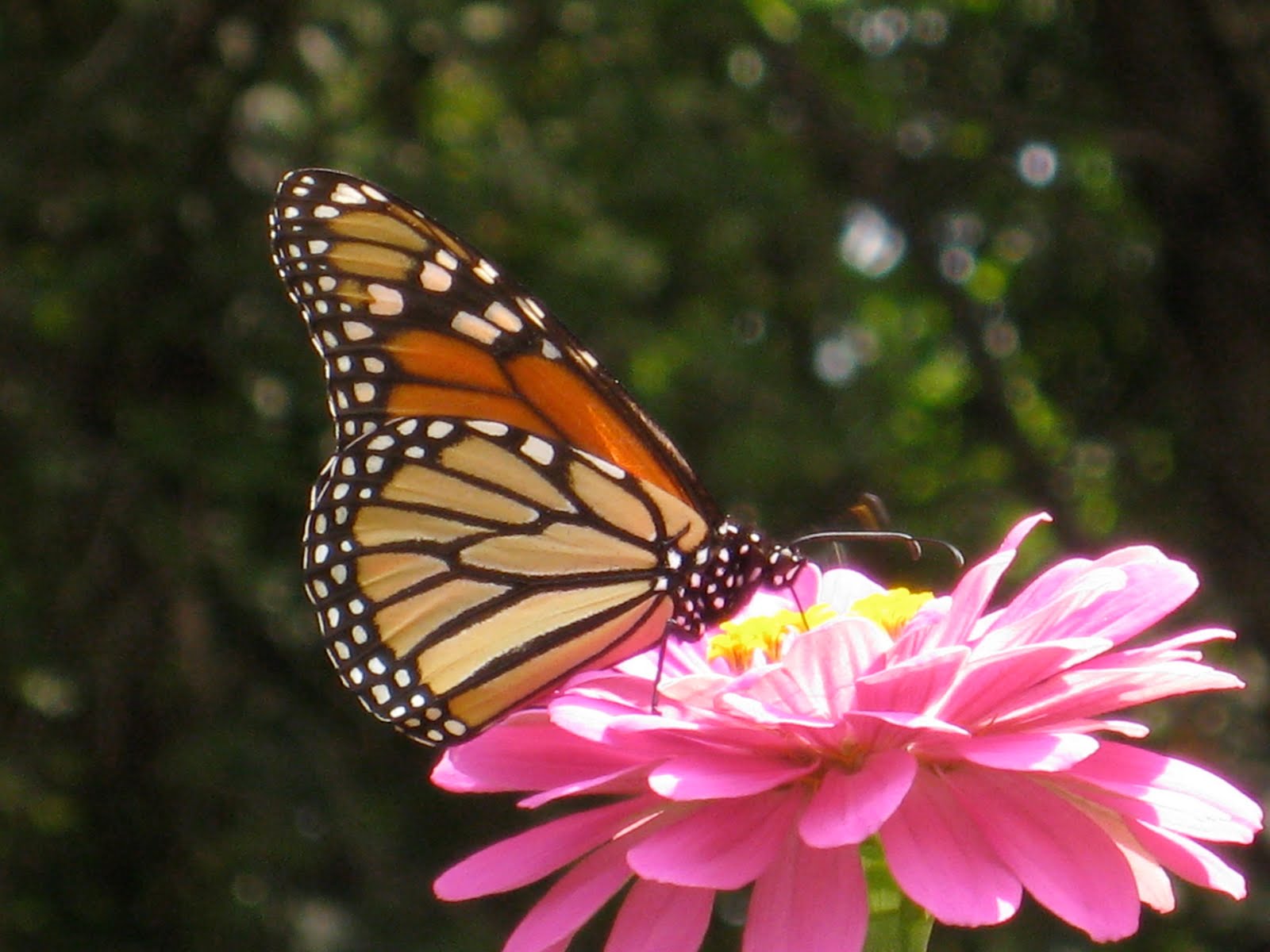 Marsha's Garden Blog Pollination Week...