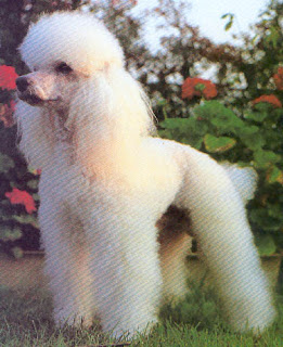Poodle argentino Clearance