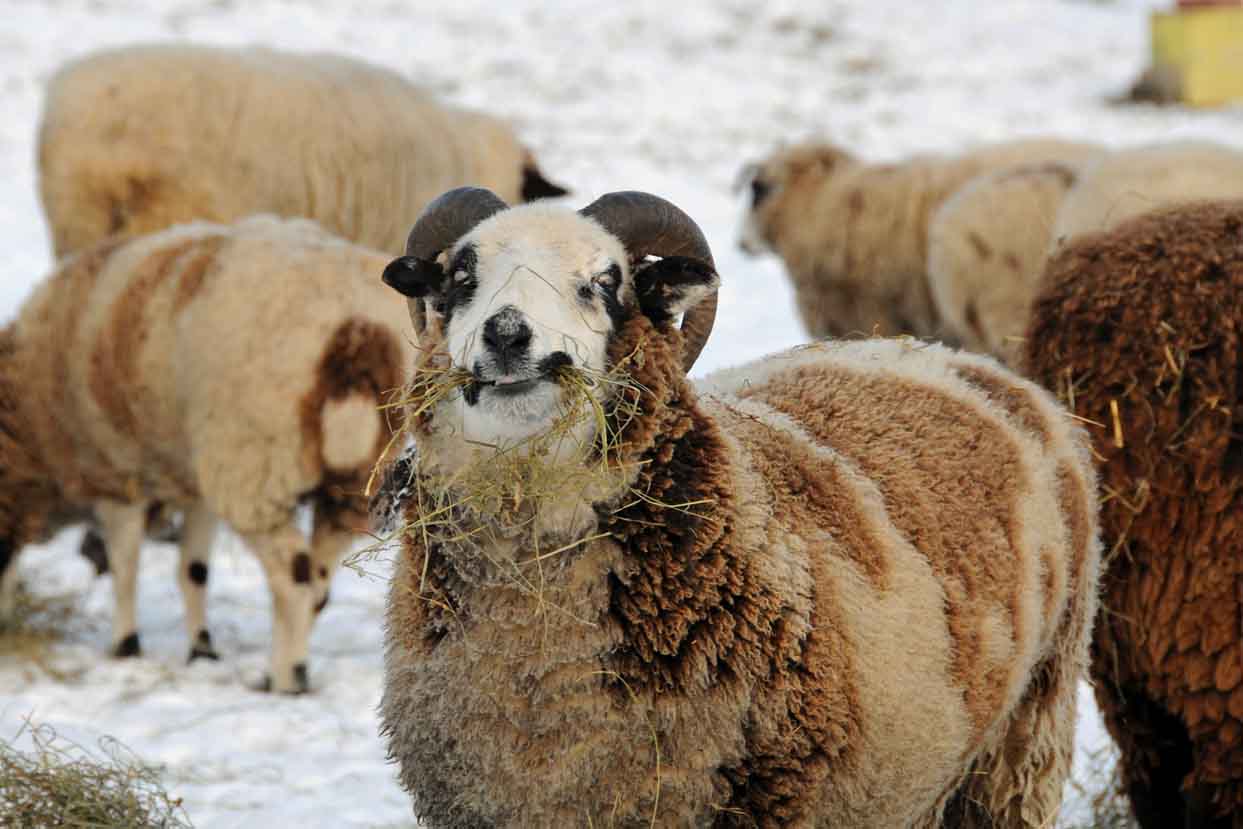 Crazy Sheep Crazy Sheep