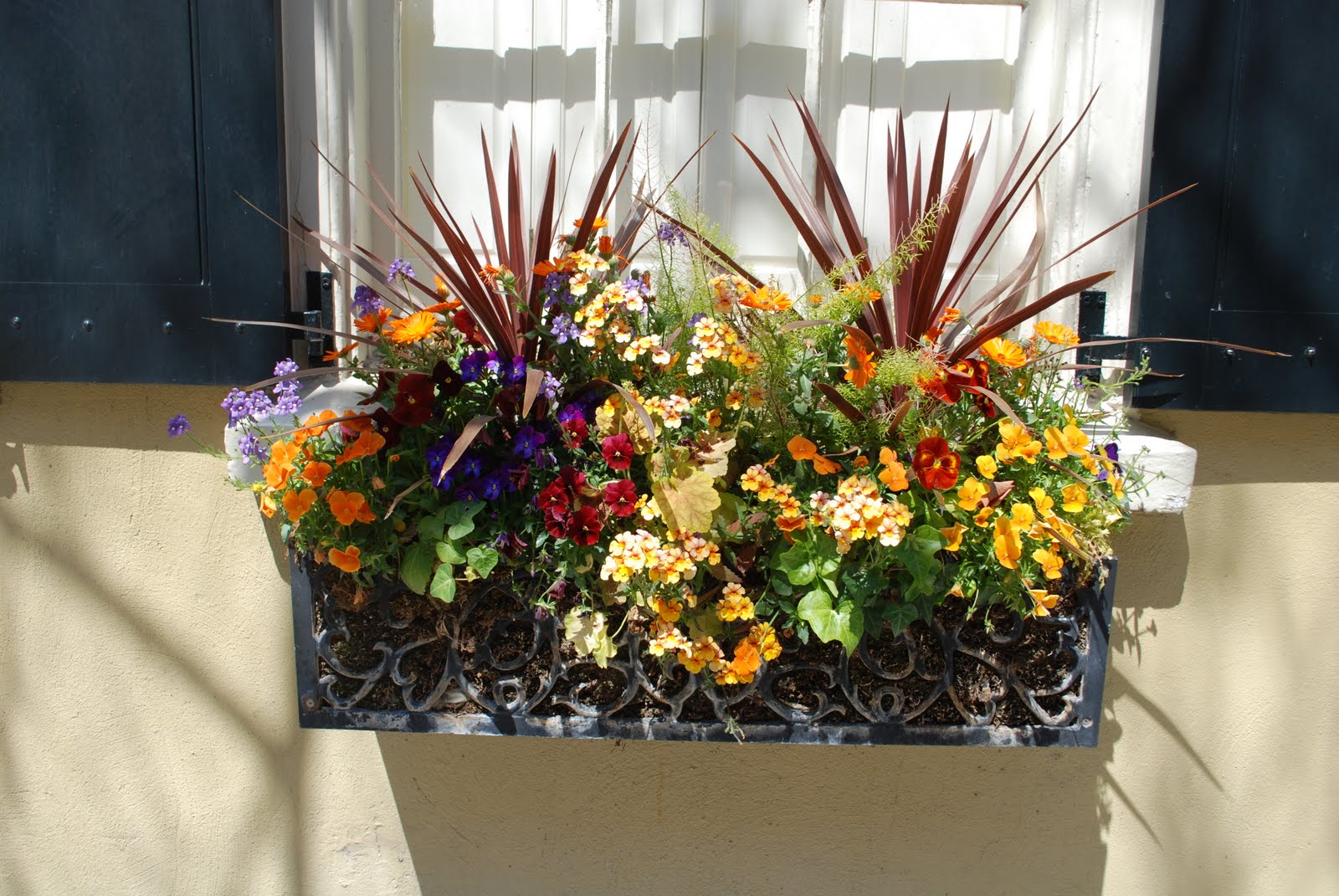 Plants and Containers Charleston Window Boxes