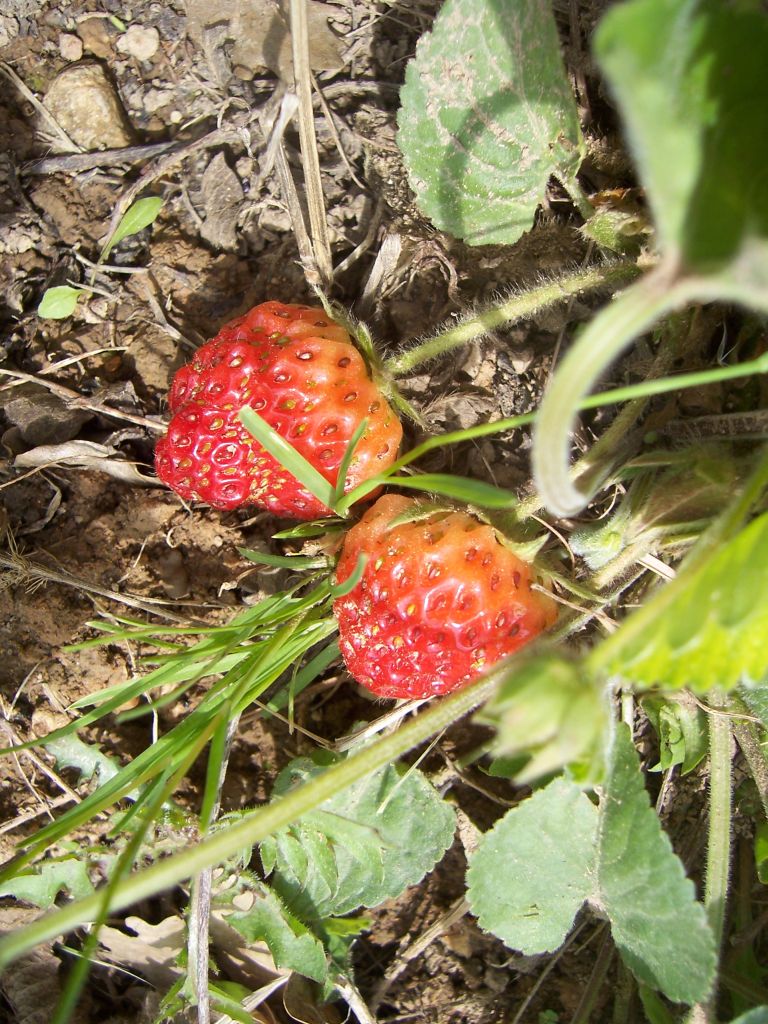 [100_0355-fraises.jpg]