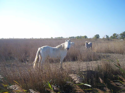 Cheval de Camargue à l'automne dans une rizière