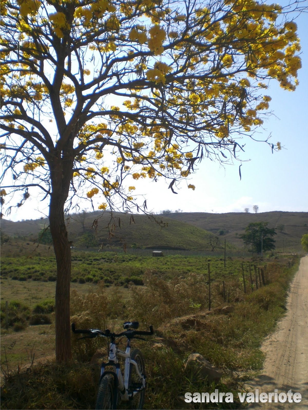 SÃO JOSÉ DE UBÁ RJ Ipê Amarelo SÃO JOSÉ DE UBÁ RJ Ipê Amarelo